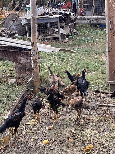 Продам с/х животных: Продаю | Цыплята | Бойцовая | Для разведения — 3