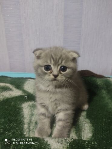 Pişiklər: Şotland, Erkək, Dişi, Yaxşı əllərə, Ünvandan götürmə — 24