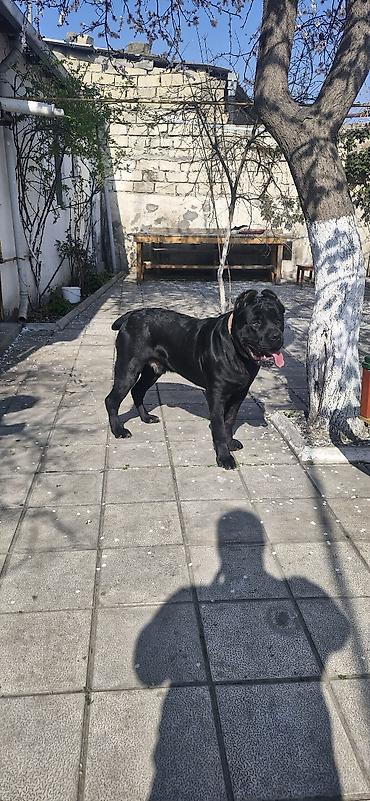 cane corso yavru: Kane-Korso, 1 il, Erkək, Sənədli — 3