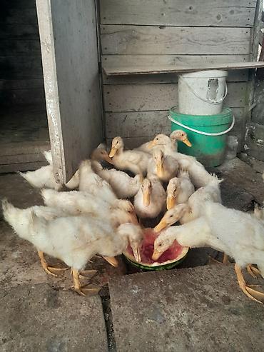 Утки: 32 günlüy kuban ördeyleri satılır 15 denedi qiymet 4 manata — 1