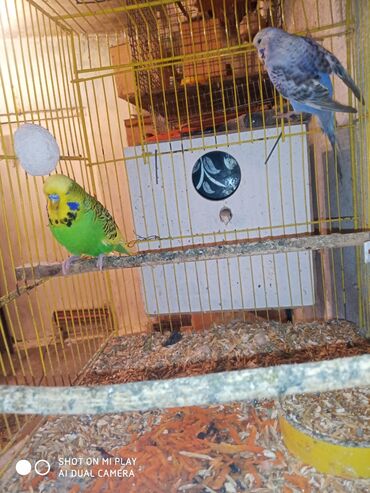 Digər quşlar: Çex cütler satılır papuqaylar təmiz qan vıstıvıcnıy vıstıvka sərgi — 19