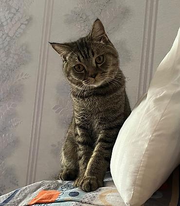 scottish straight: 🐱 Cins: Şotland dikqulaq (Scottish Straight) / Britaniya qarışığı 🎨 — 4