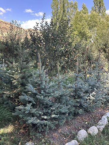 Үй жана бакча: Ель колючая голубая (Picea pungens Glauca) — саженцы для озеленения — 1