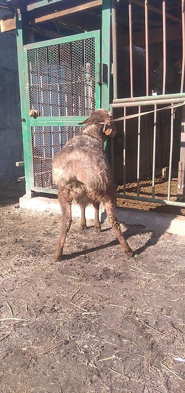 Баран, овца: Продаю | Баран (самец) | Для разведения | Племенные — 6