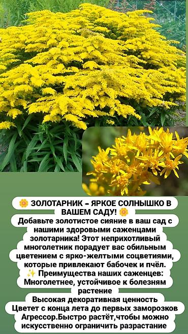 комоды бишкек: Многолетние кустарники,цветы для сада. Бишкек — 7