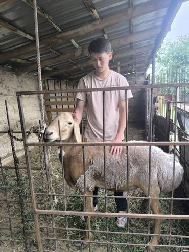 на ферме есть куры козлы и коровы: Продаю | Овца (самка) | Арашан | На забой, Для разведения