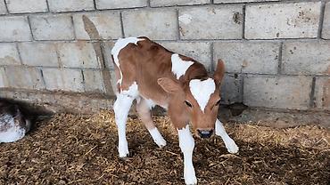 Коровы, быки: Продаю | Бык (самец) | Симментальская | Для разведения — 16