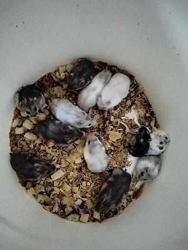 Gəmiricilər: Məhsul: Cırtdan hamsterlər (Djungarian/campbell tipli) Rənglər: tam — 5
