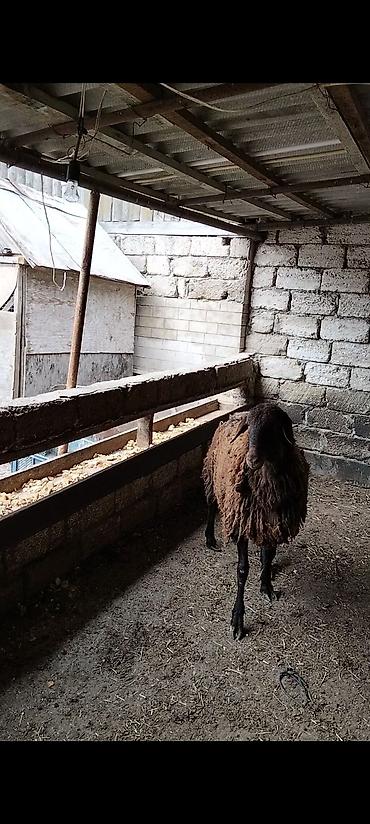 Qoyunlar, qoçlar: Qarabaş yerli cins qoç - Rəngi: tünd qəhvəyi, qarabaş - Cinsi: yerli — 3