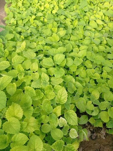 Ağaclar: Pavloniya (Adəm agaclar)satılır .her ölçüdə ağaclar var 5 manatdan 25 -da lalafo.az — 10 Ağaclar: Pavloniya (Adəm agaclar)satılır .her ölçüdə ağaclar var 5 manatdan 25 — 10