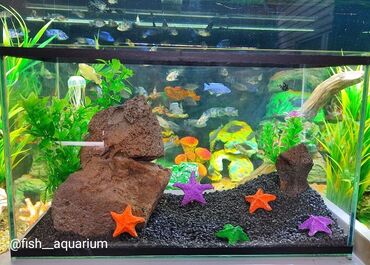 аквариум для рыб купить: Аквариум 15 литров с дизайном. Прекрасен на подарок. В наличии разные
