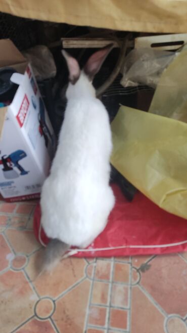 Dovşanlar: Salam 3ədəd erkək dovşan satılır.1ədədi 15 AZN.unvan azadlıq metro