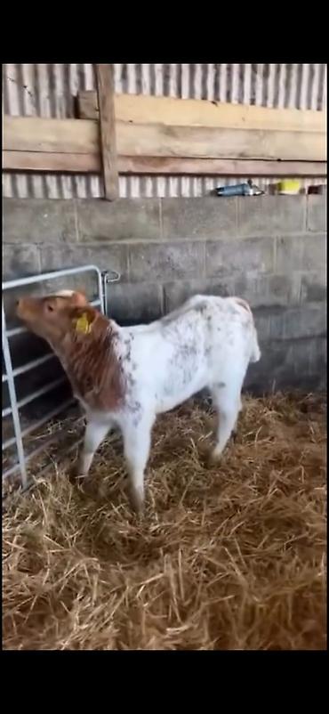 Dana, buzov: Satılır: erkək balalıq (dana) Xüsusiyyətlər: - Rəng: ağ-qırmızı — 11