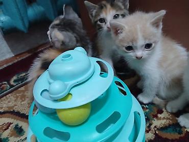 Отдам даром кошку: Котята в добрые руки. одна девочка, два мальчика проглистованы, едят — 3