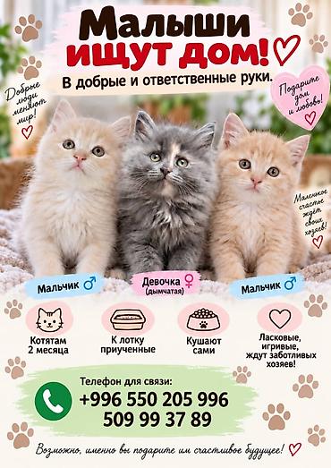 pitomnik temir: Котята ищут дом. - Возраст: 2 месяца - Пол: два мальчика и одна — 1