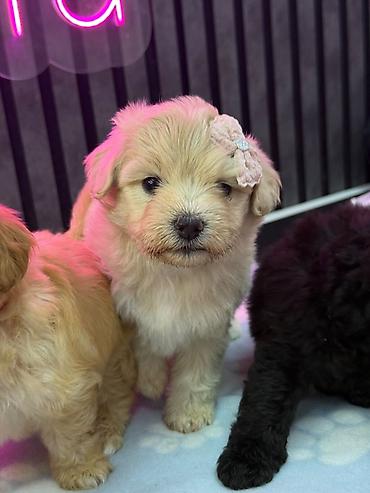 korella tutuqusu haqqında: Maltipoo balaları – kariçnivi qara reng var tələsin — 2