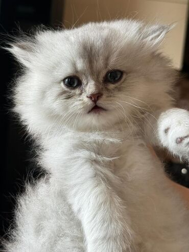 Pişiklər: Şinşilla, Erkək, Dişi, Ünvandan götürmə — 2