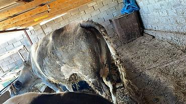 Коровы, быки: Продаю | Корова (самка) | Для молока — 15