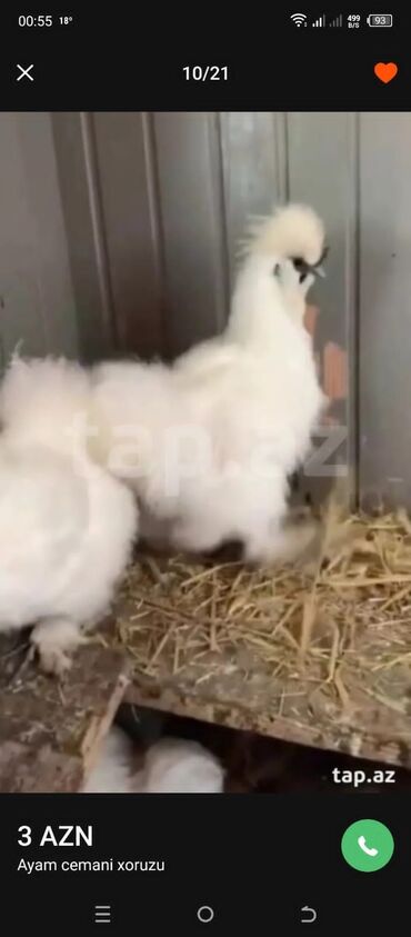 Xoruzlar: Tek 100 ayam zemani cut 200m .qap — 32