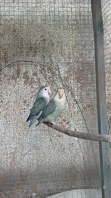 pavlin goyercin satisi: Sevgi quşları (lovebird) cütü - Növ: Kiçik papuqay – sevgi quşları - — 1