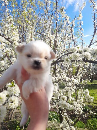Pekines, 1 ay, Dişi, Peyvəndli, Ödənişli çatdırılma