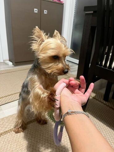 İtlər: Yorkşir teryer, 10 ay, Erkek, Peyvəndli, Ödənişli çatdırılma — 9