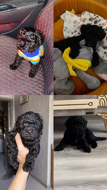 Pudel, 1 ay, Dişi, Peyvəndli