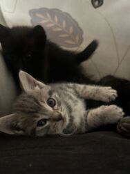 etibarlı əllərə it verilir: Sinsilla 2 ayliq erkek son bala endirimle 20 azn. Wp yazin goturun