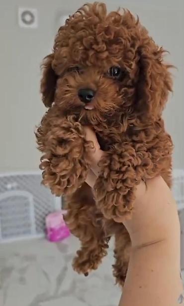 toy pudel it: Məhsul: Toy pudel balaları • Növ: Toy Poodle (miniatür) • Mənşə — 7
