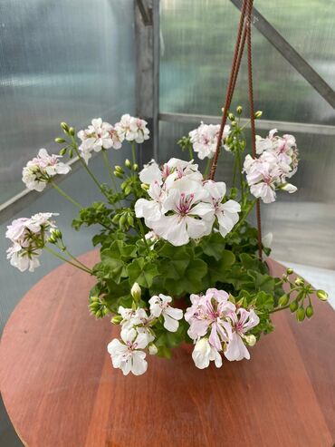 Другие комнатные растения: Пеларгония (плющелистная) — 6