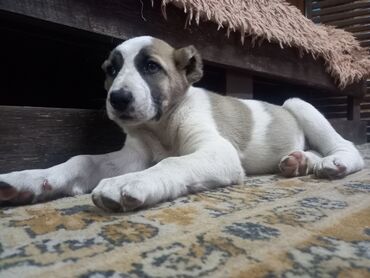 Собаки: Продаю алабая. сучка родилась 9 апреля