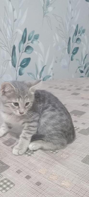 Кошки: Британская, Самовывоз — 1