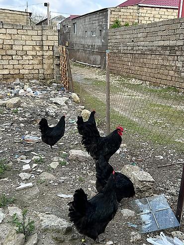 Quşlar: Salam avstroloq mayalı yumurtası sifariş qəbul olunur ünvan Binə — 4