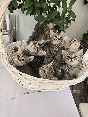 сибирская дымчатая кошка: Полосатые котята в корзинке - Окрас: классический тигровый — 3