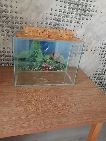 akvarium satilir: Şüşə akvarium.baliglarsiz bosh satilir.alt shushesinde catı var. - — 2