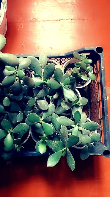 Отдам даром: Цветы от 50 сом и выше — 15