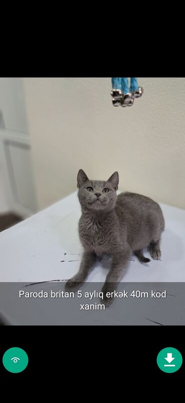 Pişiklər: Erkək, Ünvandan götürmə — 15