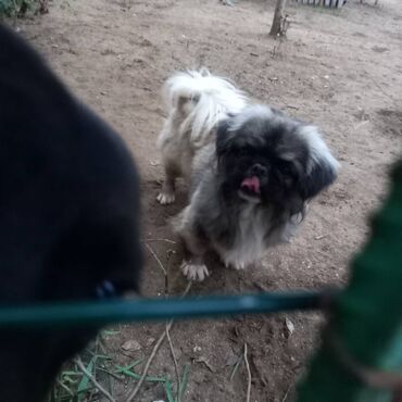 İtlər: Pekines, 1 il, Erkek, Ödənişli çatdırılma