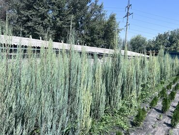 Декоративные деревья: 1Туя смаракта 2Можжевельник блюэроу 3Самшит вечно зеленый Есть в at lalafo.kg — 5 Декоративные деревья: 1Туя смаракта 2Можжевельник блюэроу 3Самшит вечно зеленый Есть в — 5