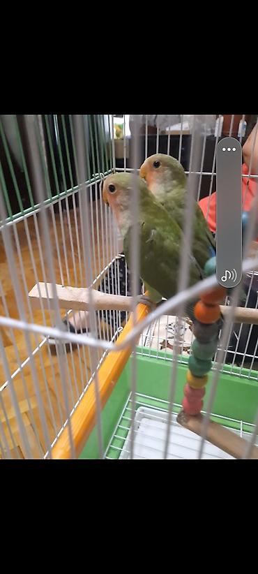 Попугаи: Növ: Sevgi papağanları (Agapornis) Say: 2 ədəd cüt Rəng: Açıq-yaşıl — 7