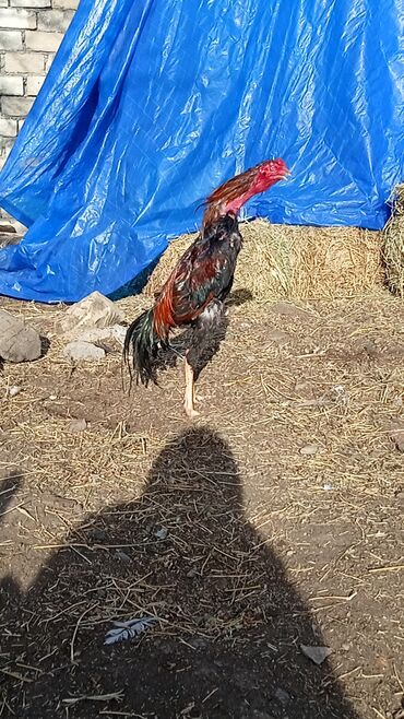 Xoruzlar: Satılır tecılı pul lazımdır deyə anacaq mamiz vurur xoruz 8ayligdi — 5