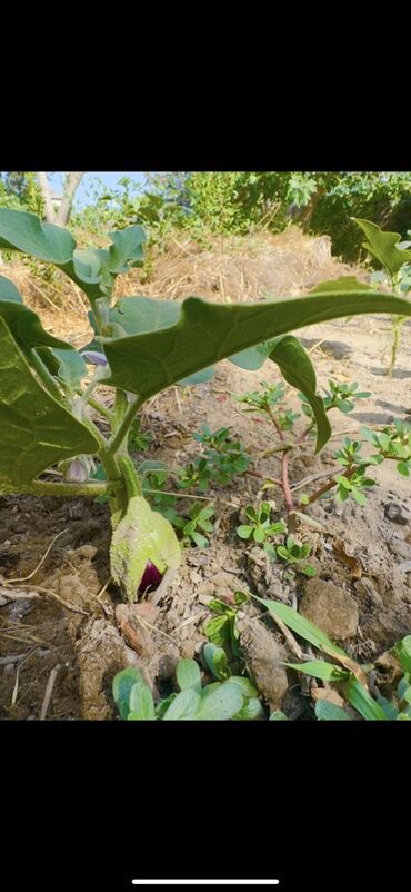 Günlük kirayə evlər: 300 kv. m, 8 otaq, Qaz — 29