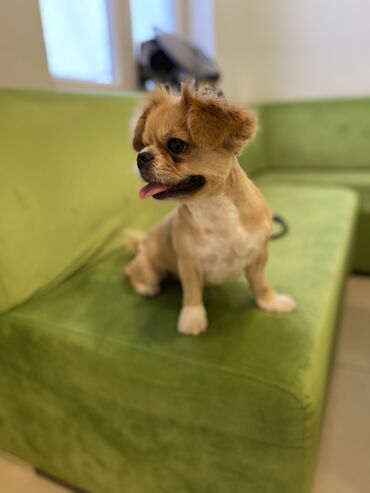 İtlər: Pekines, 3 il, Dişi, Cütləşmə üçün, Pulsuz çatdırılma