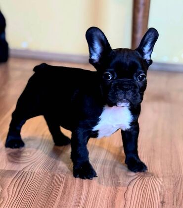 Psi: Odgajivačnica Francuskih Buldoga FCI 6478 Smederevo Fortress nudi na lalafo.rs — 6 Psi: Odgajivačnica Francuskih Buldoga FCI 6478 Smederevo Fortress nudi — 6