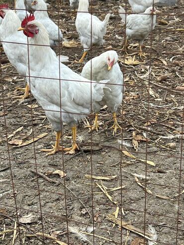 купить корм для перепелов несушек: Продаю | Куры | Домашняя | Несушки