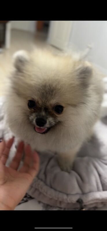 приют животных: 🐶 Померанский шпиц-малыш по имени Капо ждёт свою семью! 🐶 Возраст: 2,5
