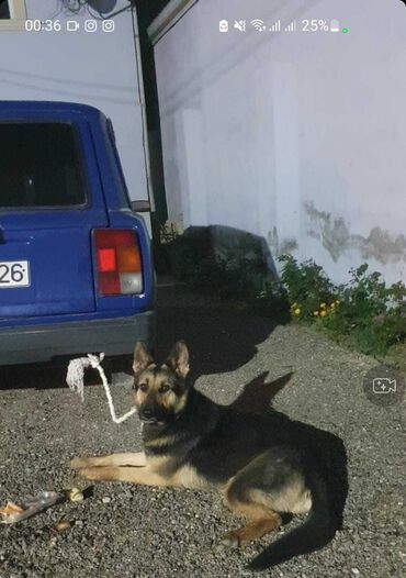 İtlər: Alman çoban iti, 1 il, Dişi, Peyvəndli, Ünvandan götürmə