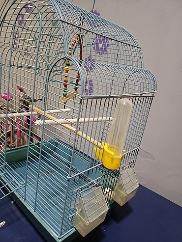 taxta qəfəs: Quş qəfəsi – aksesuarlarla - Material: metal karkas, plastik altlıq - — 2