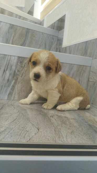 it sahiplendirilir: Zvonok, 1 ay, Peyvəndli