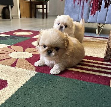 İtlər: Pekines — 12